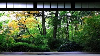 3 HOUR Japanese Temple Bell Sound At Hondo for Relaxing Healing And Zen [upl. by Ludlow]