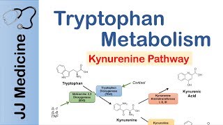 Tryptophan Metabolism Degradation and the Kynurenine Pathway [upl. by Llednek]