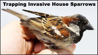 How To Catch Invasive House Sparrows Mousetrap Monday [upl. by Aetnahs]