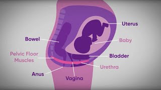 Pelvic floor exercises during pregnancy  txt4two Program  Mater Mothers [upl. by Clarinda]