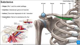 The Subclavius Muscle  Anatomy amp Function O I N A [upl. by Lenore]