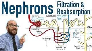 Nephrons  Filtration and Reabsorption Basics [upl. by Ahsined]