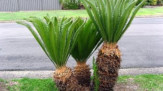 Cycas revoluta  Sago Palm [upl. by Yseulte]