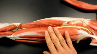 MUSCULAR SYSTEM ANATOMY Posterior thigh region muscles model description Somso [upl. by Aihsema]