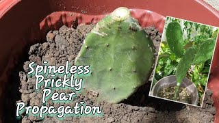 How to propagate Spineless Prickly Pear Cactus Opuntia ficus indica by Cutting Method [upl. by Nylhtak]