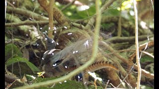 Lyrebird goes crazy mimicking [upl. by Wane289]