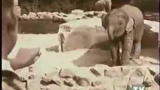 Nestle Rolo  Elephant Commercial  Advert 1996 [upl. by Kline343]