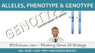 Alleles phenotype and genotype  GCSE Biology 91 [upl. by Ayvid524]