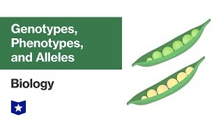 Genotypes Phenotypes and Alleles  Biology [upl. by Airamas]