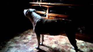 Female Pit Bull Barking [upl. by Timoteo]