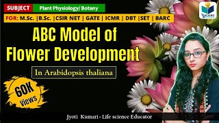 ABC Model of Flower Development in Arabidopsis  CSIRNET  GATE  Plant biology [upl. by Franciscka145]