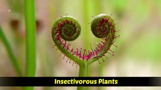 Heterotrophic Plants  Saprophytic  Parasitic  Insectivorous plants [upl. by Zeculon]