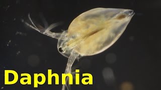 Daphnia [upl. by Annawaj]