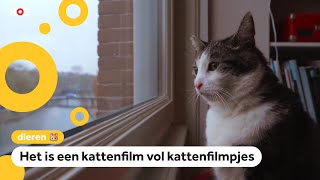 Leonas kat speelt in een nieuwe kattenfilm [upl. by Willing]