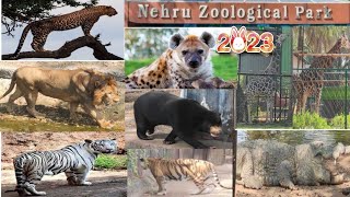 Nehru Zoological Park 2024  Place To Visit In Hyderabad  Zoo Park Full Tour Hyderabad Zoo Park 4K [upl. by Sapphira698]