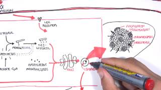 Physiology of Lipoproteins Cholesterol [upl. by Ayatnahs]