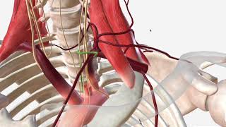 Subclavian Artery  Anatomy Branches amp Relations [upl. by Enohs28]