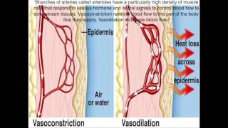 Vasoconstriction and Vasodilations Roles in Homeostasis [upl. by Ecaidnac615]