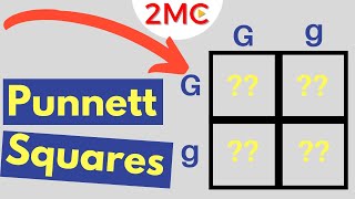 Punnett Square Basics  Mendelian Genetic Crosses [upl. by Ameerahs]