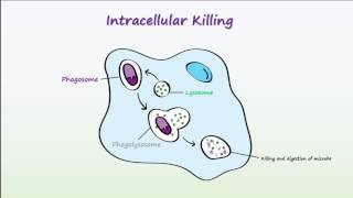 Phagocytosis [upl. by Valerian]