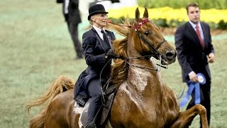 CH Bravo Blue  2015 UPHA American Saddlebred Open FiveGaited Horse of the Year [upl. by Swaine]