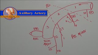 Axillary Artery Drawing [upl. by Aurita807]