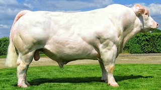 Charolais bulls [upl. by Reta]