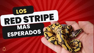 LAS MEJORES PITONES BOLA RED STRIPE [upl. by Hadley664]