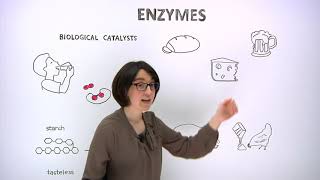 What are enzymes [upl. by Orrocos]