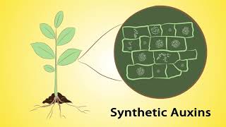 Mode of Action Part 1 Herbicides and Insecticides English [upl. by Aivartal]