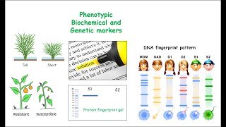 Markers MolecularGeneticDNA Biochemical and Phenotypic [upl. by Ranzini]