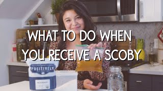 What to do when you receive a kombucha SCOBY [upl. by Oelak]