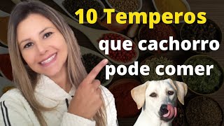 10 TEMPEROS que podem ser usados na alimentação natural dos cães [upl. by Aivatnohs]