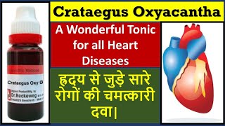 Crataegus oxyacantha homeopathic medicine  crataegus mother tincture  heart homeopathic medicine [upl. by Divadnhoj]