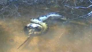 Anaconda vs Caiman [upl. by Ludewig]