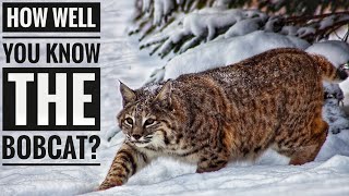 Bobcat  Description Characteristics and Facts [upl. by Yrocal]