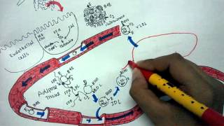 Lipid metabolism and Lipoprotein transport [upl. by Aym]