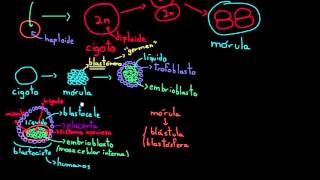 Células madre embrionarias  División celular  Biología  Khan Academy en Español [upl. by Rawlinson990]