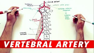 Anatomy Tutorial  The Vertebral Artery [upl. by Sinaj]