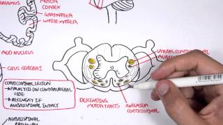 Neurology  Motor Pathways [upl. by Knox]