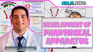 Embryology  Development of Pharyngeal Apparatus [upl. by Llenyar]