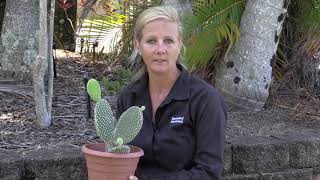 Bunny ears cactus  Opuntia microdasys [upl. by Radec]