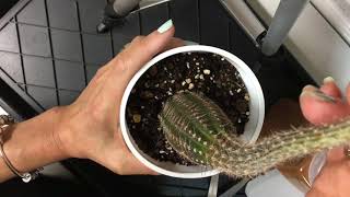 How to Fix an Etiolated Cactus with Plant Surgery [upl. by Airbmac]