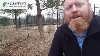 How To Prune Lantana In The Winter [upl. by Armitage716]