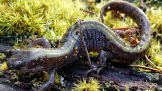 Species spotlight Longtoed salamander [upl. by Ahen]