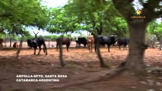 AMPOLLA SANTA ROSA CATAMARCA ARGENTINA [upl. by Norrahs332]