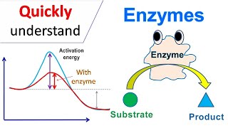 Enzymes [upl. by Peterec]