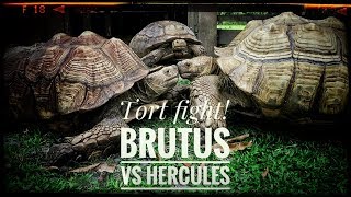 Moving Hercules the GIANT Sulcata [upl. by Eiramnwad]