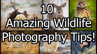 10 Amazing Wildlife Photography Tips [upl. by Olrak]