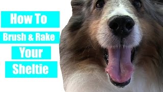 How To Brush amp Rake Your Sheltie [upl. by Stimson]